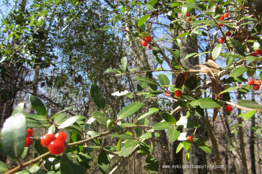 Discovering Louisiana: Port Hudson State Historic Site in Jackson | mybigfathappylife.com