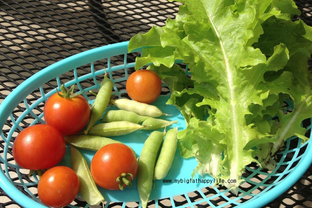 gardening with a toddler | mybigfathappylife.com