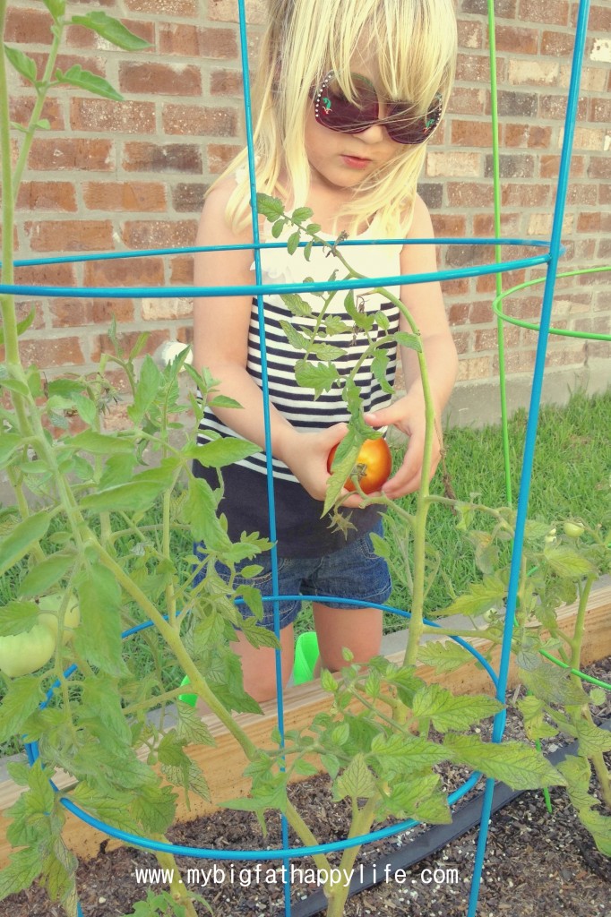 gardening with a toddler | mybigfathappylife.com