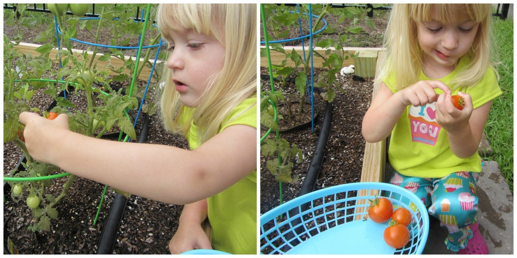 gardening with a toddler | mybigfathappylife.com