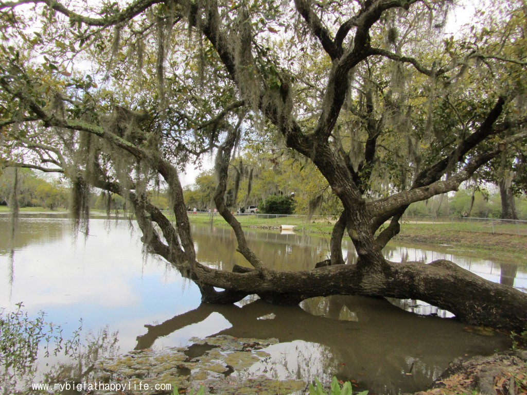 Avery Island: Tabasco Factory and Jungle Gardens #averyisland #louisiana #tabasco | mybigfathappylife.com