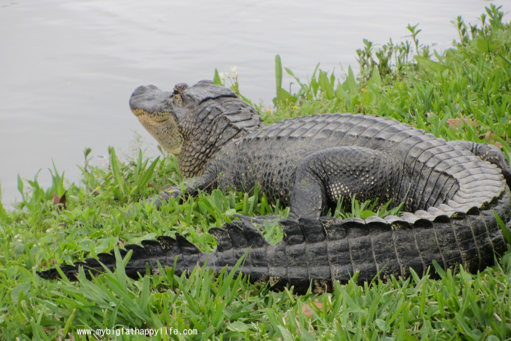 Avery Island: Tabasco Factory and Jungle Gardens #averyisland #louisiana #tabasco | mybigfathappylife.com