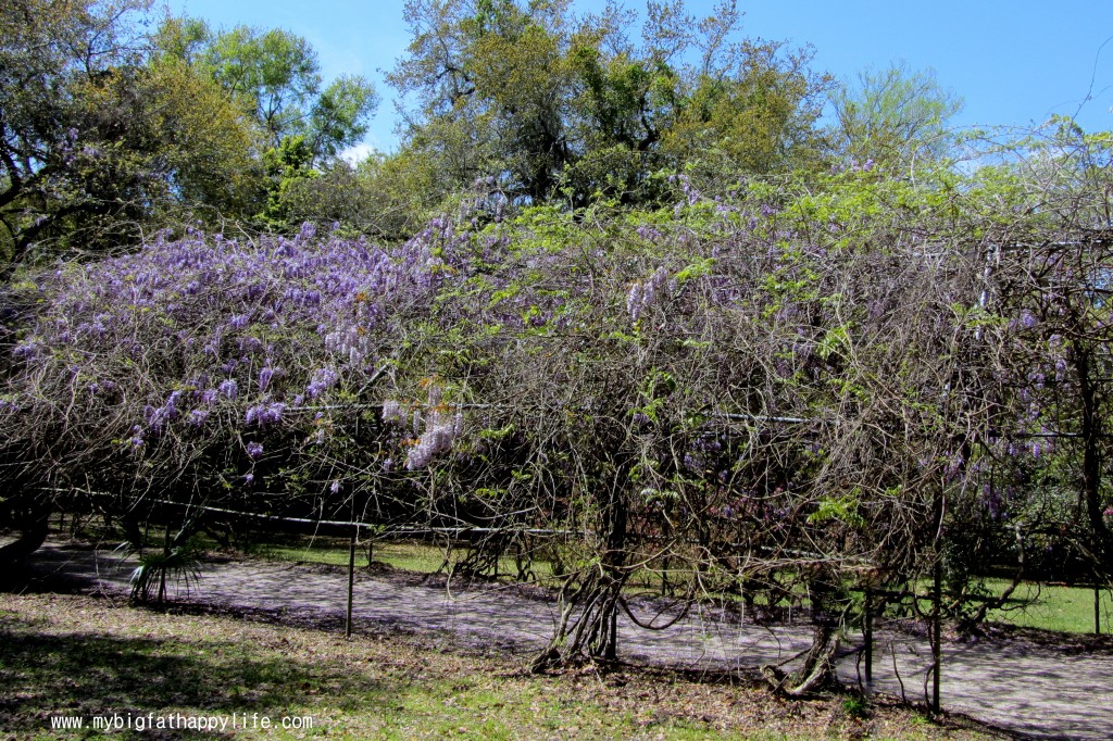 Avery Island: Tabasco Factory and Jungle Gardens #averyisland #louisiana #tabasco | mybigfathappylife.com