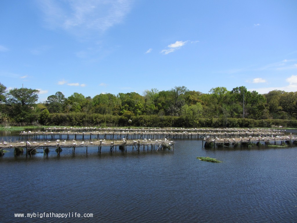 Avery Island: Tabasco Factory and Jungle Gardens #averyisland #louisiana #tabasco | mybigfathappylife.com