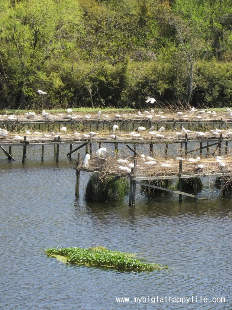 Avery Island: Tabasco Factory and Jungle Gardens #averyisland #louisiana #tabasco | mybigfathappylife.com