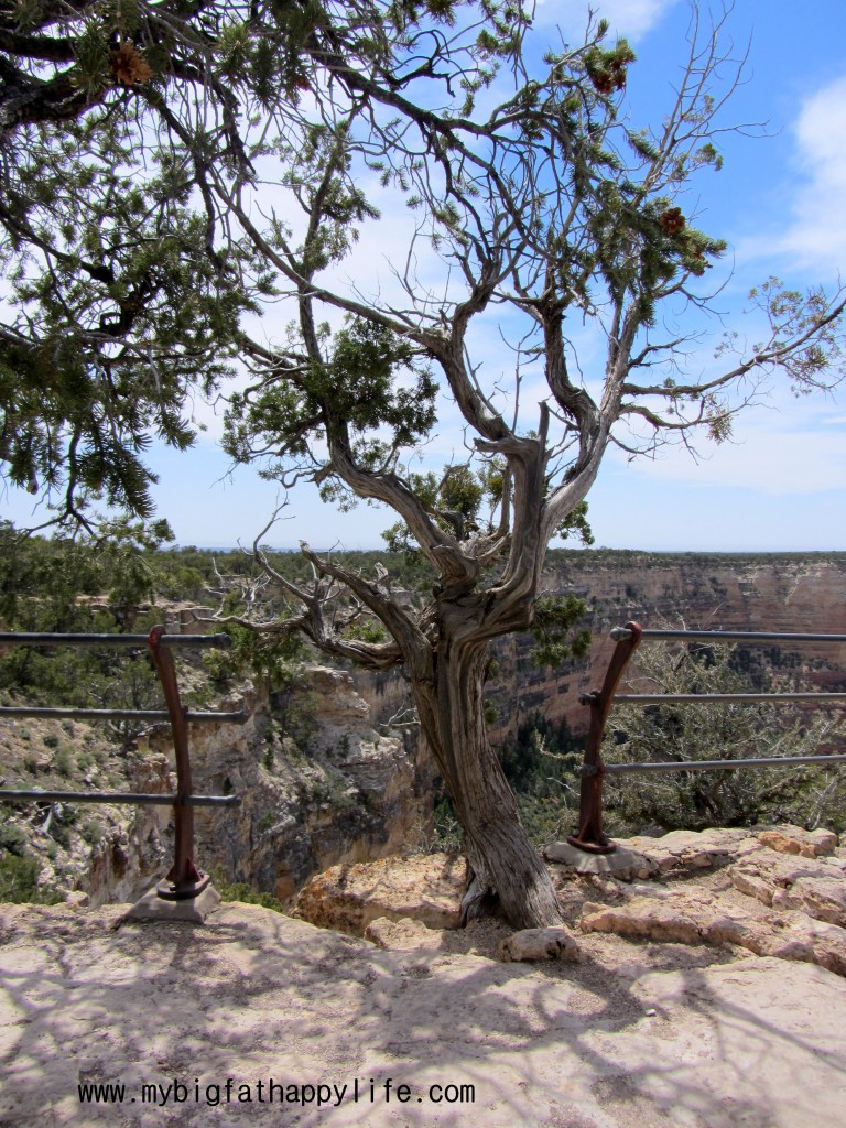 Planning a Trip to the Grand Canyon & Hermits Rest #Arizona | mybigfathappylife.com