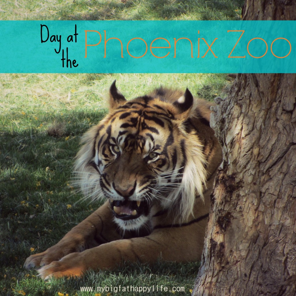 Phoenix Zoo, Phoenix, Arizona | mybigfatahappylife.com