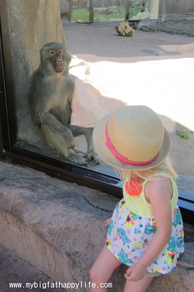 Phoenix Zoo, Phoenix, AZ | mybigfatahappylife.com