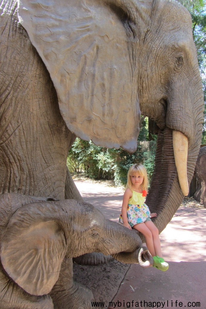 Phoenix Zoo, Phoenix, AZ | mybigfatahappylife.com