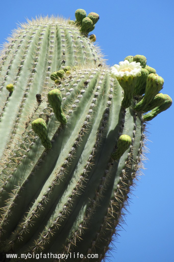 Tonto National Monument Cliff Dwellings in Arizona | mybigfathappylife.com