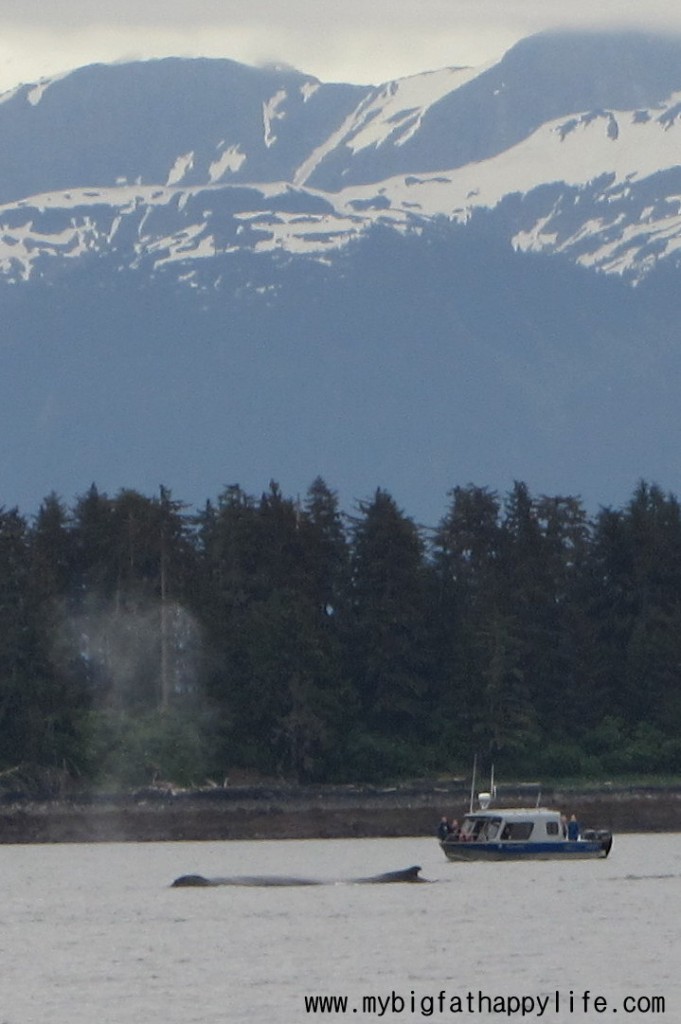 Whales, Whales and Glaciers in Juneau, Alaska #juneau #whalewatching #orca #disneycruise #Alaska | mybigfathappylife.com