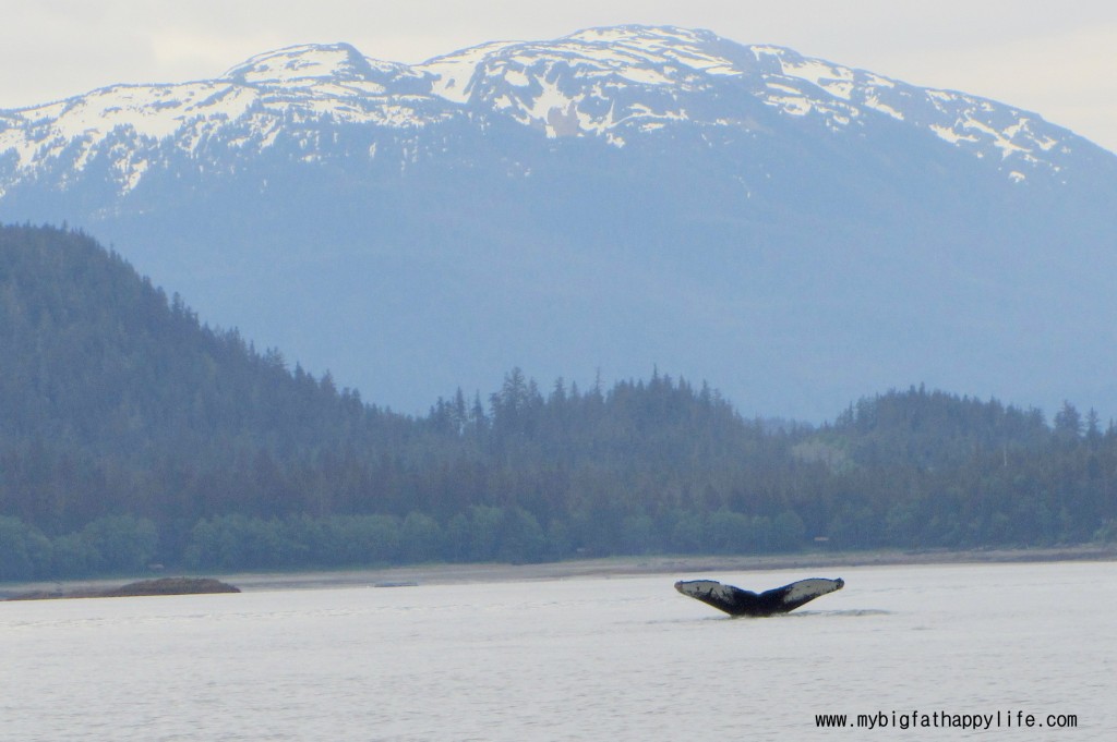 Whales, Whales and Glaciers in Juneau, Alaska #juneau #whalewatching #orca #disneycruise #Alaska | mybigfathappylife.com
