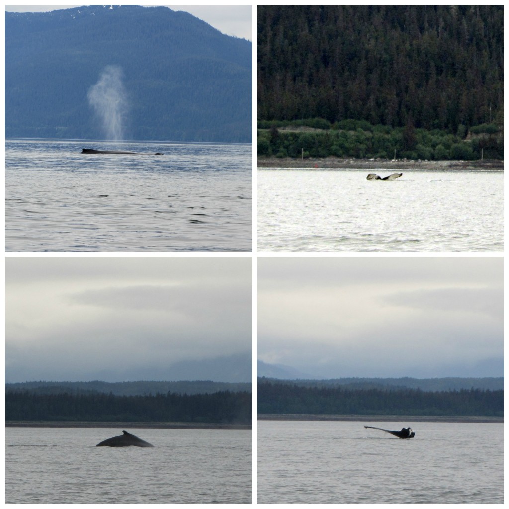 Whales, Whales and Glaciers in Juneau, Alaska #juneau #whalewatching #orca #disneycruise #Alaska | mybigfathappylife.com