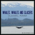 Whales, Whales and Glaciers in Juneau, Alaska #juneau #whalewatching #orca #disneycruise #Alaska | mybigfathappylife.com