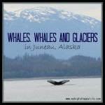 Whales, Whales and Glaciers in Juneau, Alaska #juneau #whalewatching #orca #disneycruise #Alaska | mybigfathappylife.com