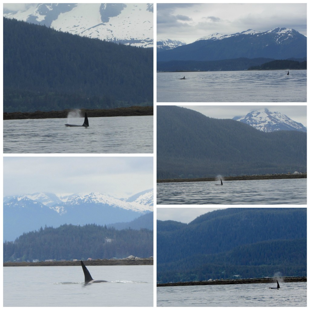 Whales, Whales and Glaciers in Juneau, Alaska #juneau #whalewatching #orca #disneycruise #Alaska | mybigfathappylife.com