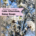 Discovering Louisiana: Cohn Arboretum in Baton Rouge #cohnarboretum #batonrouge #louisiana | mybigfathappylife.com