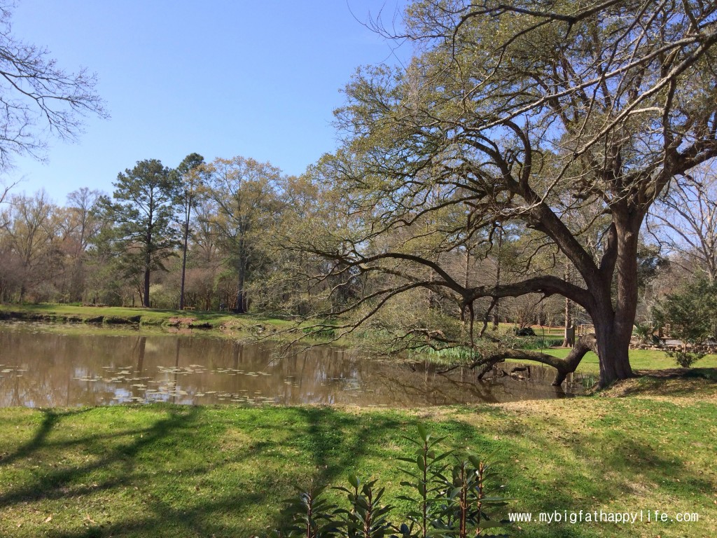 Discovering Louisiana: Cohn Arboretum in Baton Rouge #cohnarboretum #batonrouge #louisiana | mybigfathappylife.com