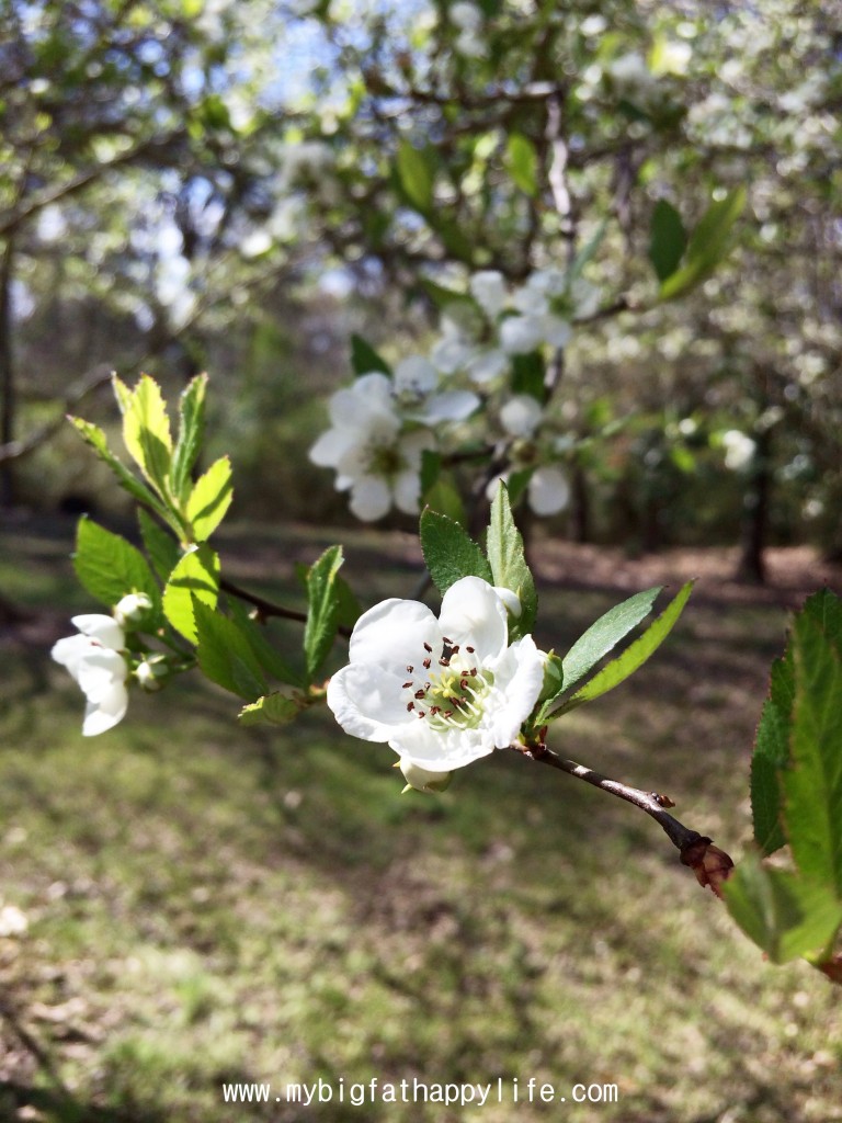 Discovering Louisiana: Cohn Arboretum in Baton Rouge #cohnarboretum #batonrouge #louisiana | mybigfathappylife.com