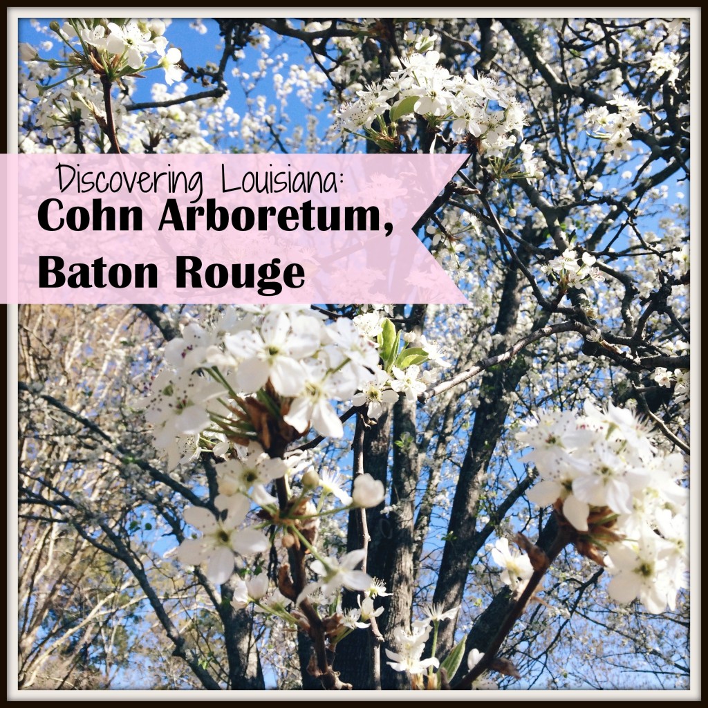 Discovering Louisiana: Cohn Arboretum in Baton Rouge #cohnarboretum #batonrouge #louisiana | mybigfathappylife.com