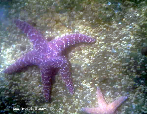 Snorkeling Adventure in Ketchikan Alaska #snorkeling #alaska #disneycruiseline | mybigfathappylife.com