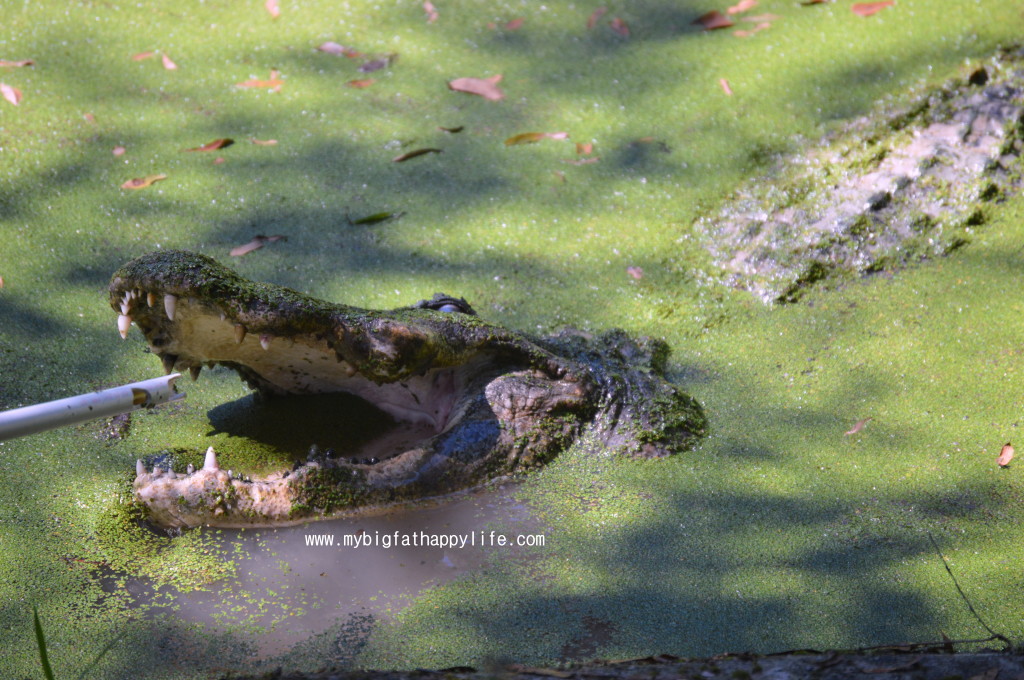 Discovering Louisiana: Kliebert's Alligator and Turtle Tour #Louisiana #alligatortour | mybigfathappylife.com