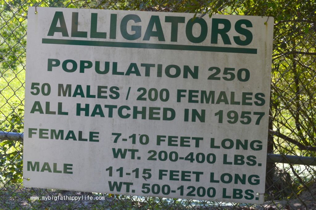 Discovering Louisiana: Kliebert's Alligator and Turtle Tour #Louisiana #alligatortour | mybigfathappylife.com