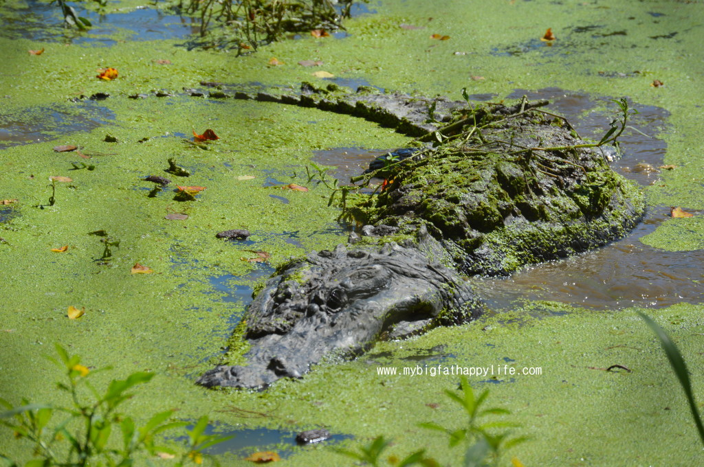 Discovering Louisiana: Kliebert's Alligator and Turtle Tour #Louisiana #alligatortour | mybigfathappylife.com