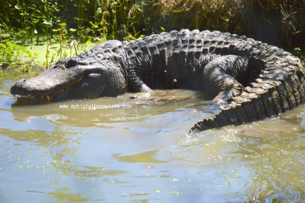 Discovering Louisiana: Kliebert's Alligator and Turtle Tour #Louisiana #alligatortour | mybigfathappylife.com