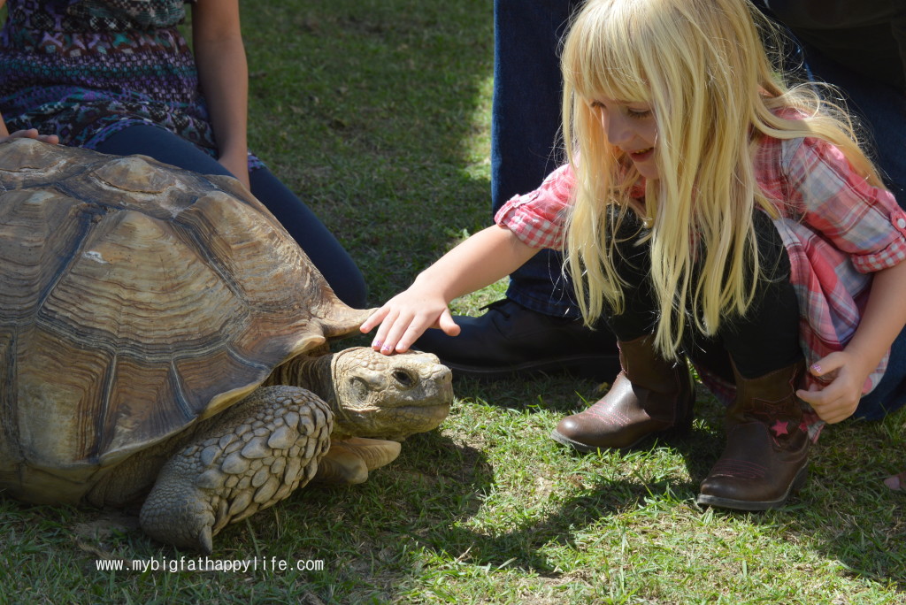 Discovering Louisiana: Kliebert's Alligator and Turtle Tour #Louisiana #alligatortour | mybigfathappylife.com