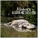 Discovering Louisiana: Kliebert's Alligator and Turtle Tour #Louisiana #alligatortour | mybigfathappylife.com