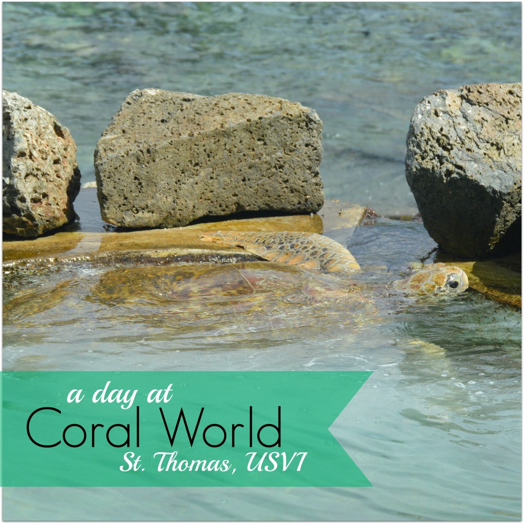 A day at Coral World in St. Thomas, USVI #caribbean #usvirginisland | mybigfathappylife.com