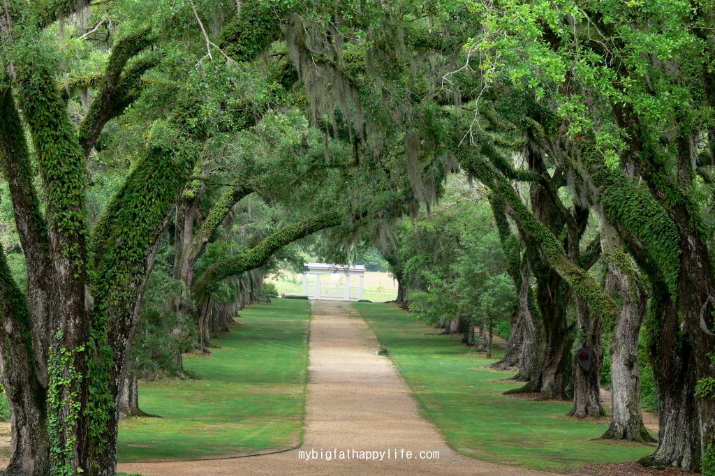 Discovering Louisiana: Rosedown Plantation in St. Francisville, Louisiana | mybigfathappylife.com