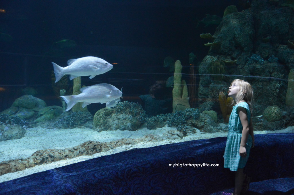 Tips for Having a Great Time at Moody Gardens in Galveston, Texas | mybigfathappylife.com