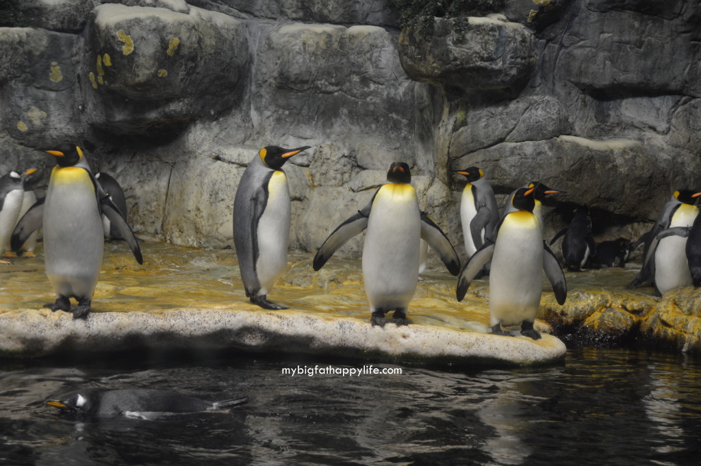 Tips for Having a Great Time at Moody Gardens in Galveston, Texas | mybigfathappylife.com