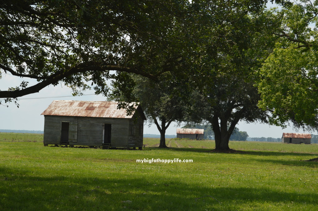 Learn About Sugar Cane at St. Joseph Plantation in Vacherie, Louisiana | mybigfathappylife.com
