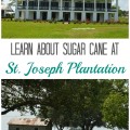 Learn About Sugar Cane at St. Joseph Plantation in Vacherie, Louisiana | mybigfathappylife.com