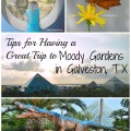 Tips for Having a Great Time at Moody Gardens in Galveston, Texas | mybigfathappylife.com