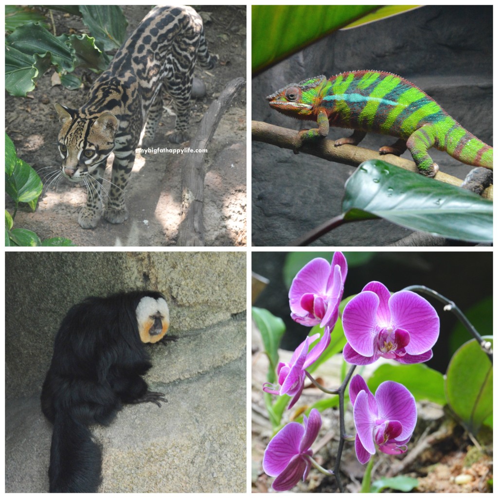 Tips for Having a Great Time at Moody Gardens in Galveston, Texas | mybigfathappylife.com