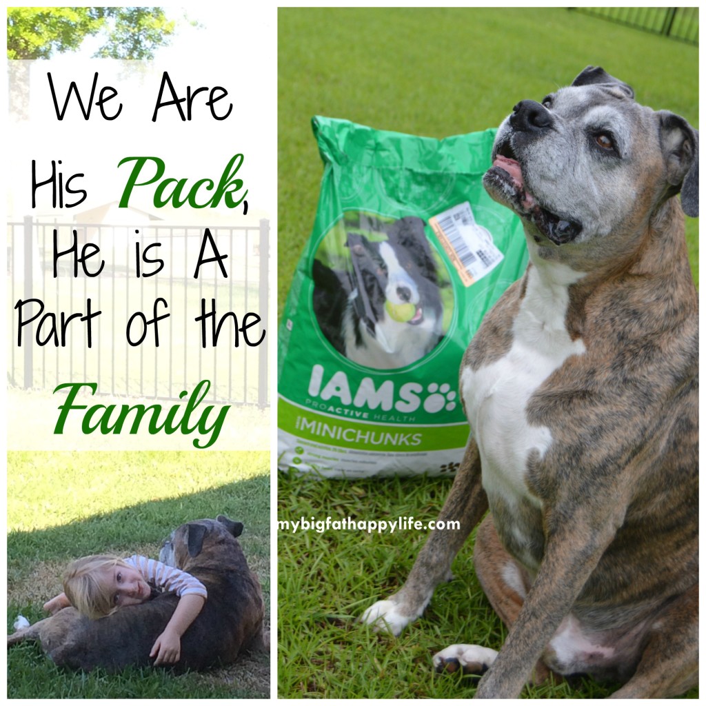 We are his pack, he is a part of our family #1StopPetShop #ad | mybigfathappylife.com