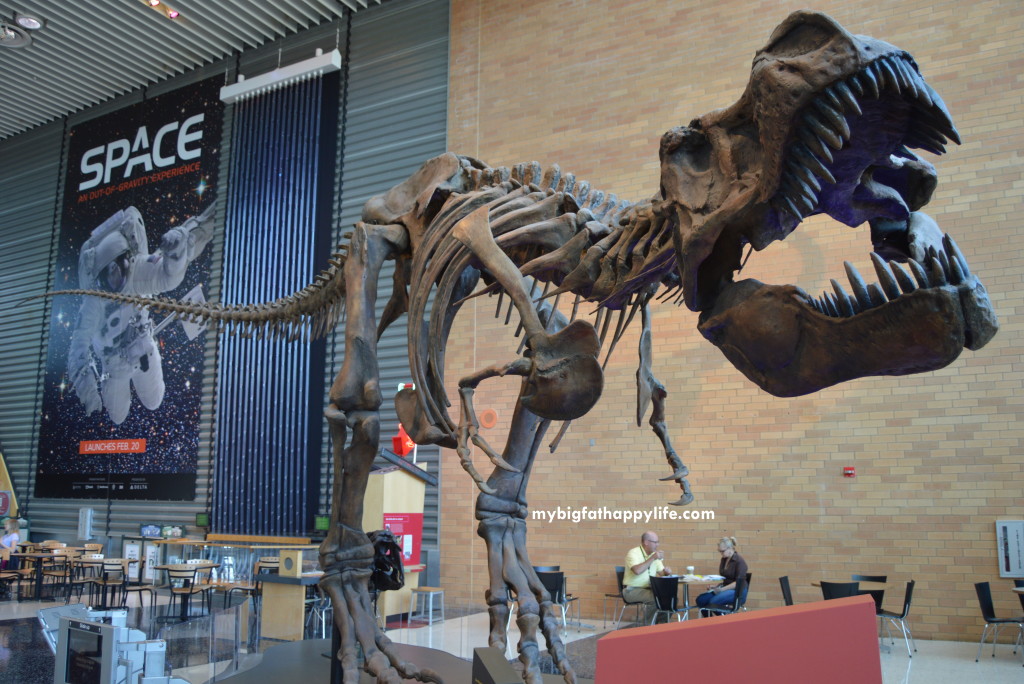 Science Museum of Minnesota is a must see in the Twin Cities | mybigfathappylife.com