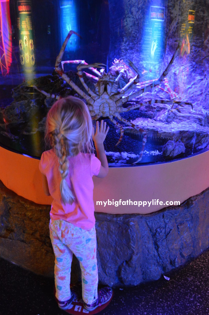 6 Things You Must See at SEA LIFE Minnesota Aquarium, Mall of America, Bloomington, MN - Twin Cities| mybigfathappylife.com