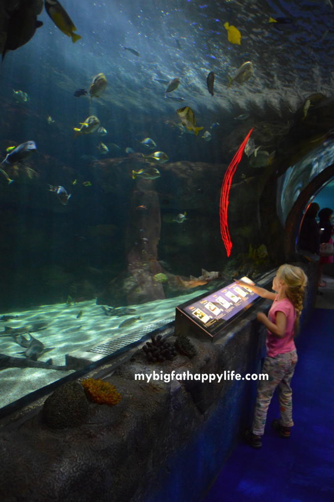 6 Things You Must See at SEA LIFE Minnesota Aquarium, Mall of America, Bloomington, MN - Twin Cities| mybigfathappylife.com