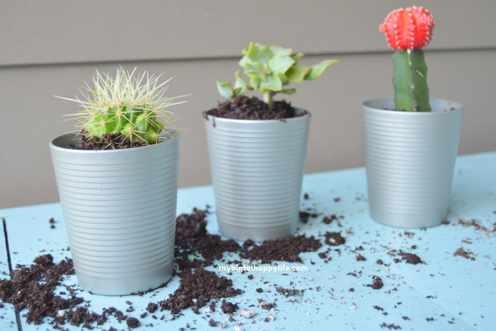 DIY Succulent Planters, perfect for inside your house on the kitchen windowsill | mybigfathappylife.com