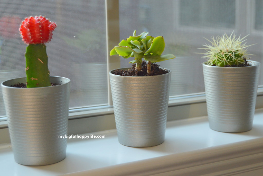 DIY Succulent Planters, perfect for inside your house on the kitchen windowsill | mybigfathappylife.com