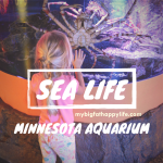 6 Things You Must See at SEA LIFE Minnesota Aquarium, Mall of America, Bloomington, MN - Twin Cities| mybigfathappylife.com