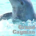 Dolphins and Turtles in Grand Cayman | mybigfathappylife.com