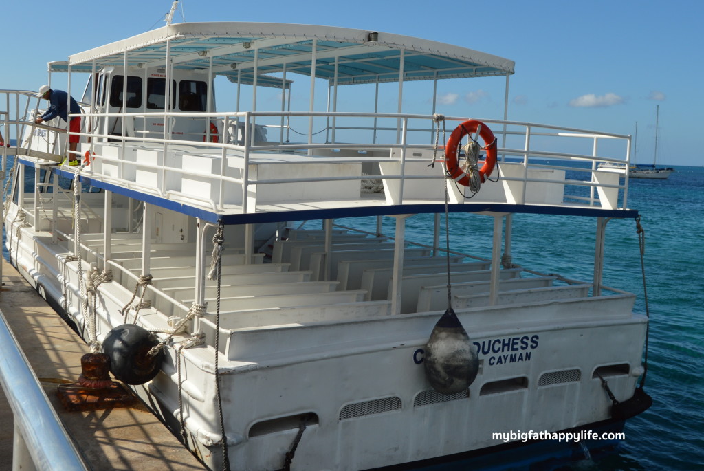 Dolphins and Turtles in Grand Cayman | mybigfathappylife.com