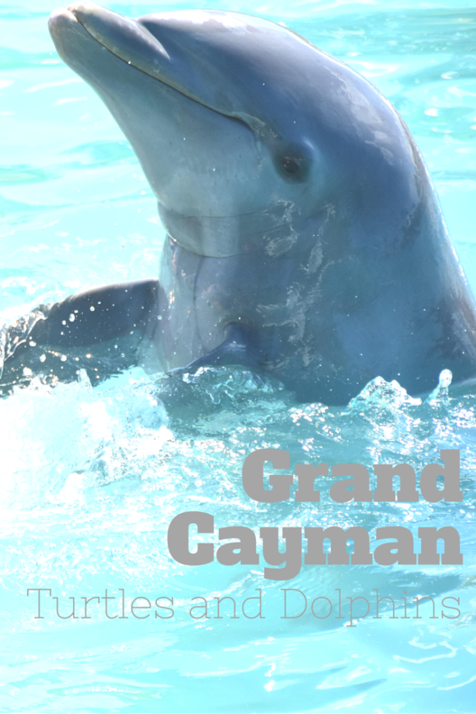 Dolphins and Turtles in Grand Cayman | mybigfathappylife.com