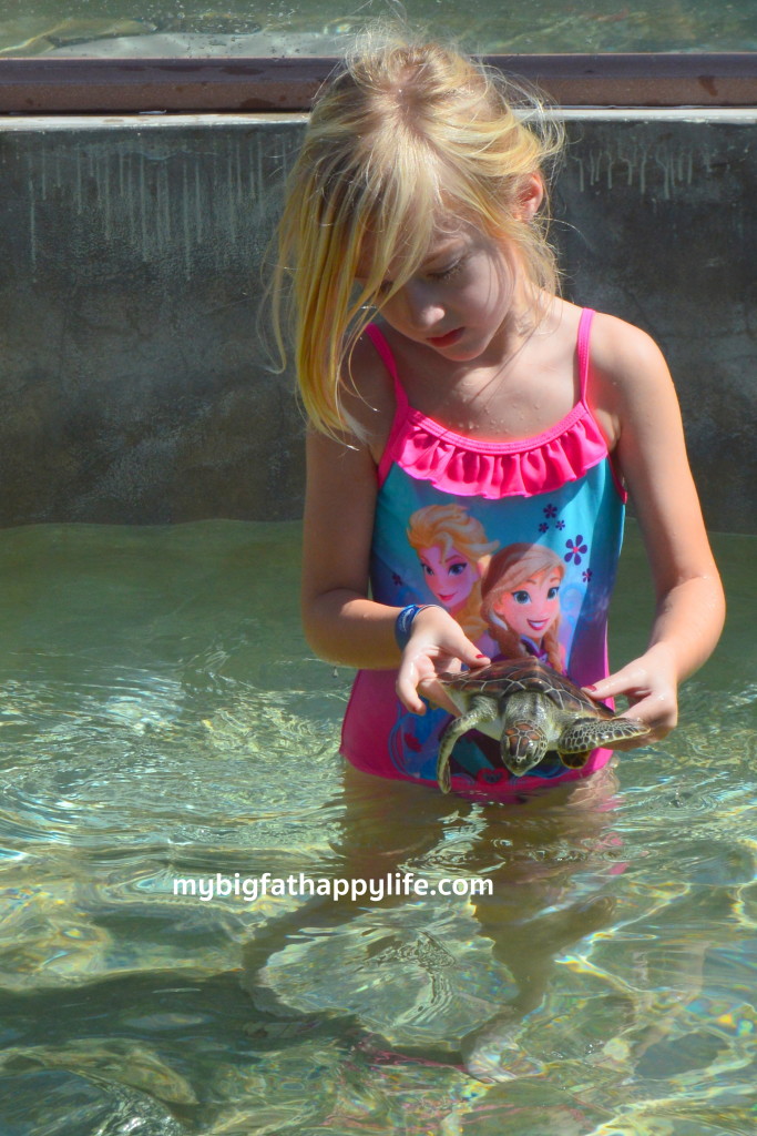 Dolphins and Turtles in Grand Cayman | mybigfathappylife.com
